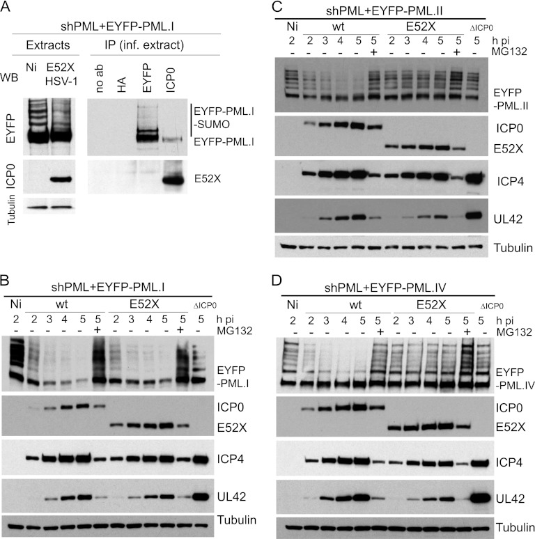 Fig 10