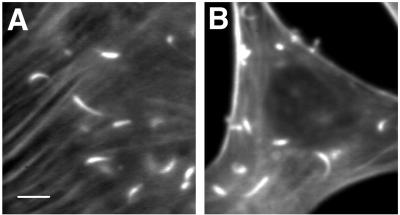 FIG. 7