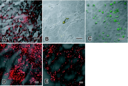 Fig. 4