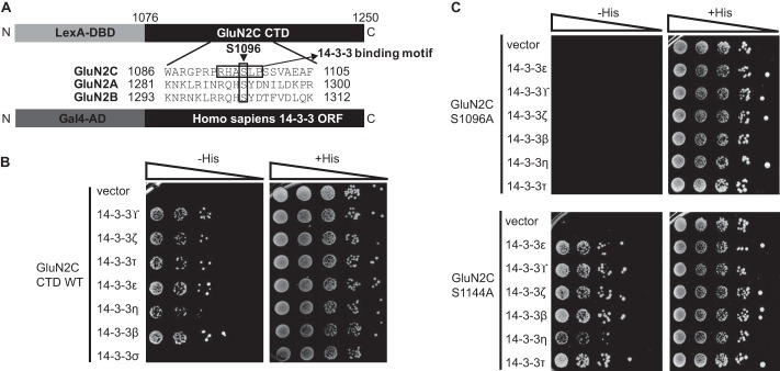 FIGURE 1.