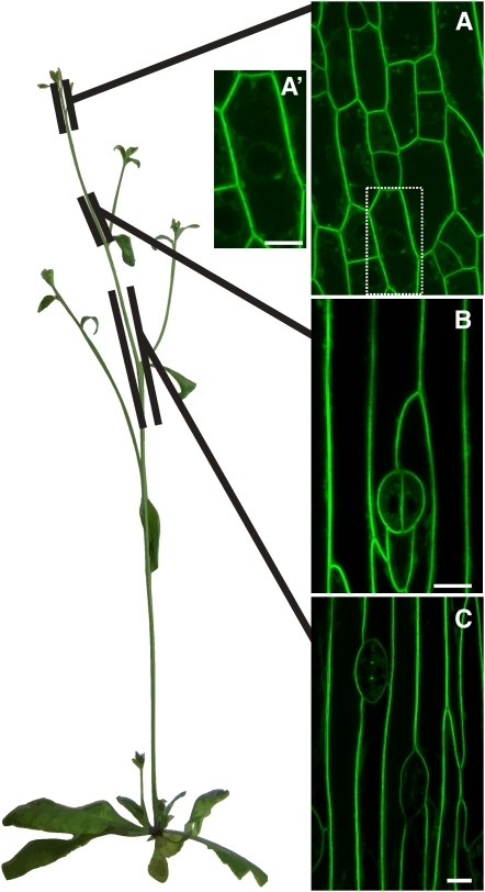 Figure 6.