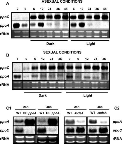 FIG. 7.