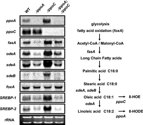 FIG. 8.