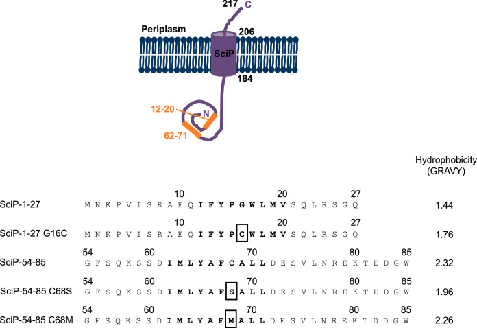 FIG 1