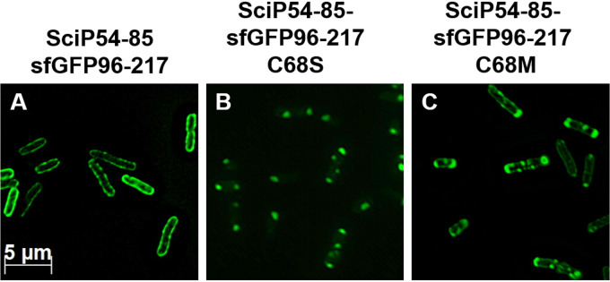 FIG 3