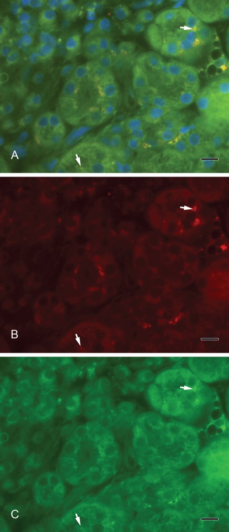 Figure 7.