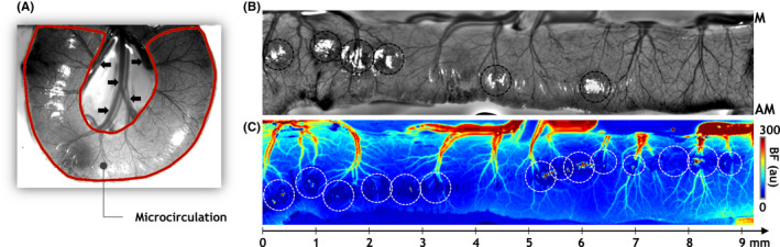 FIGURE 2