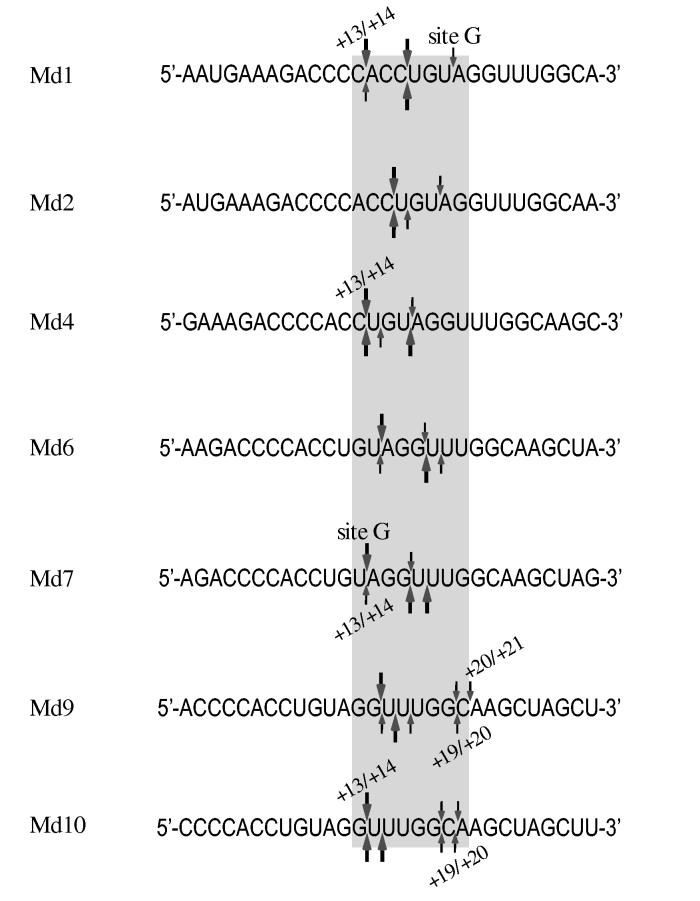 Fig. 10.