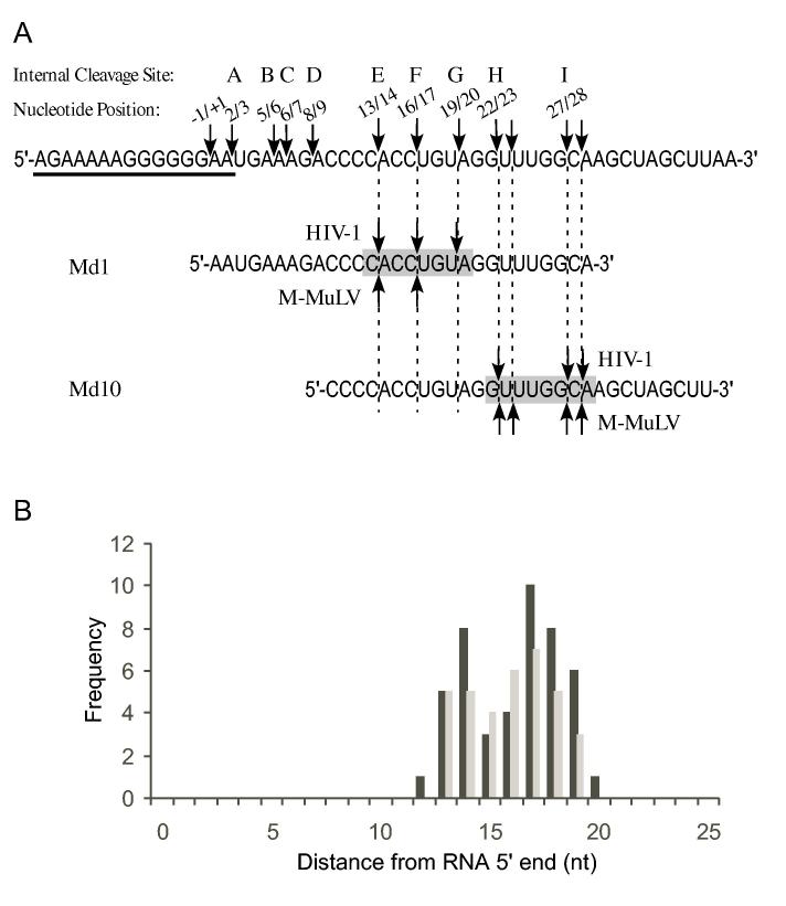 Fig. 11.