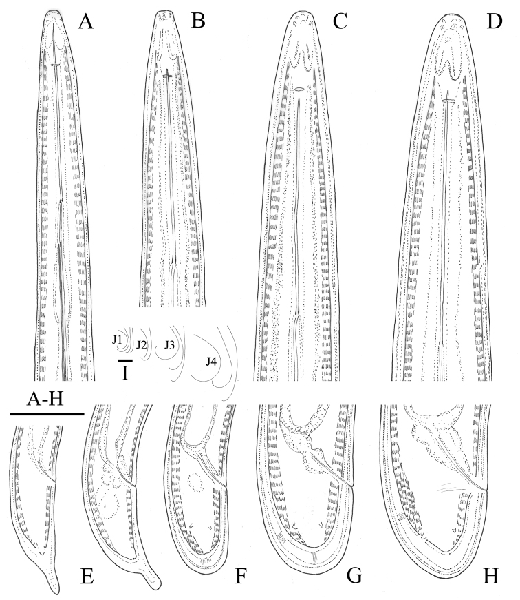 Figure 5.