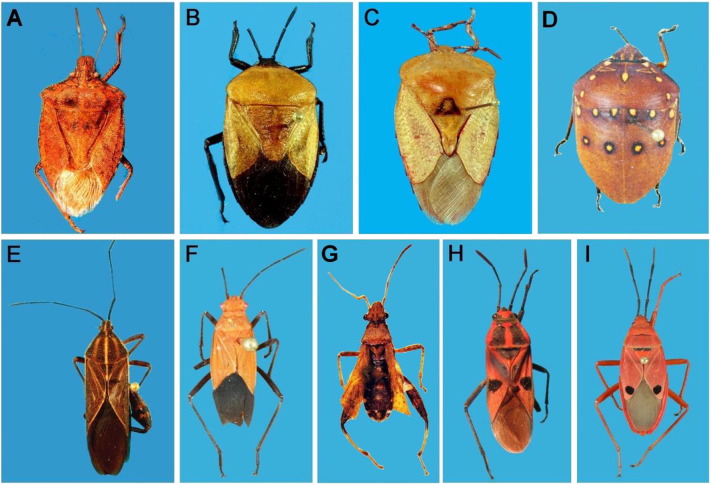 Fig. 1