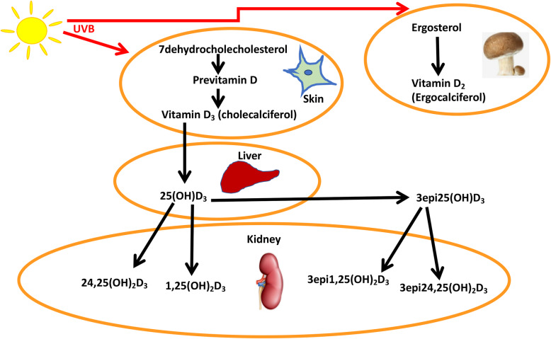 Fig. 1