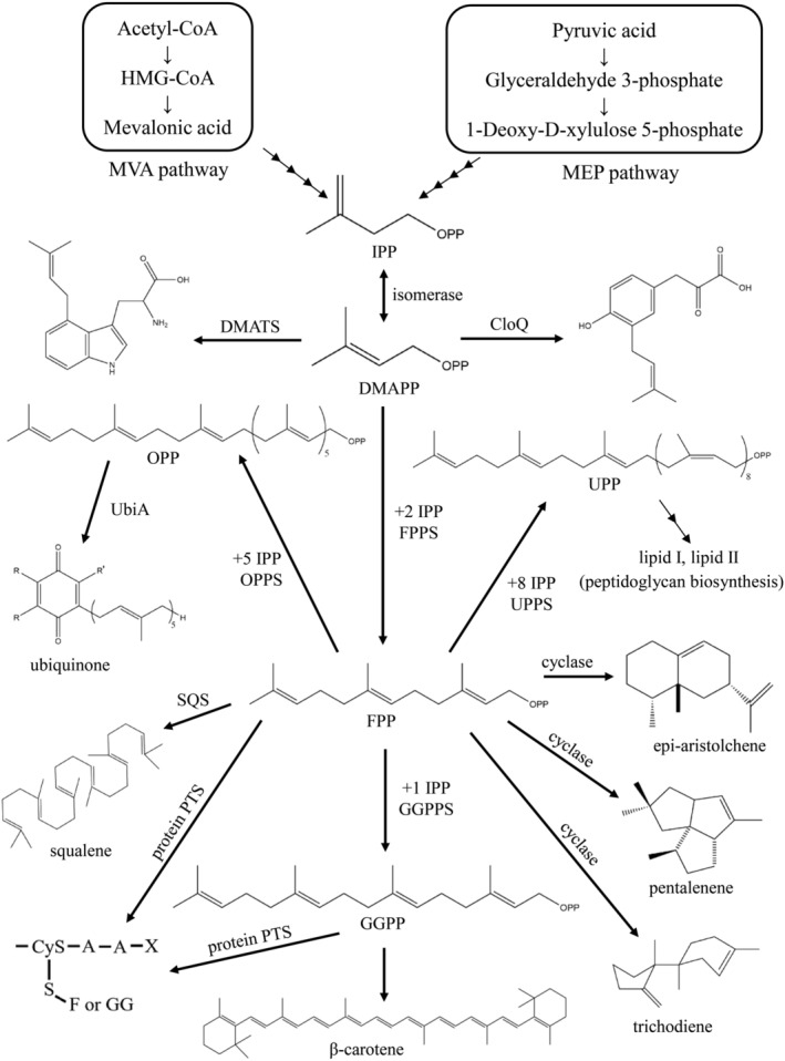 SCHEME 1