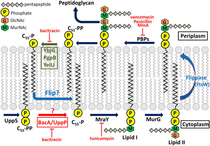 FIGURE 10