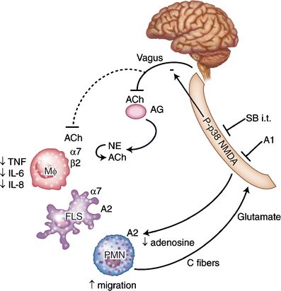 Fig. 1