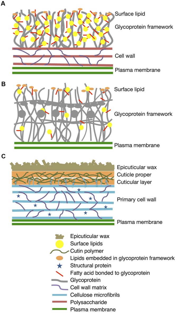 FIGURE 11