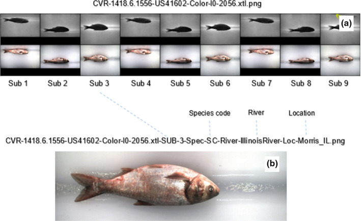 Figure 2