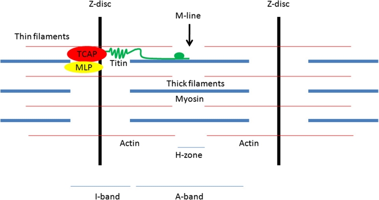 Fig. 1