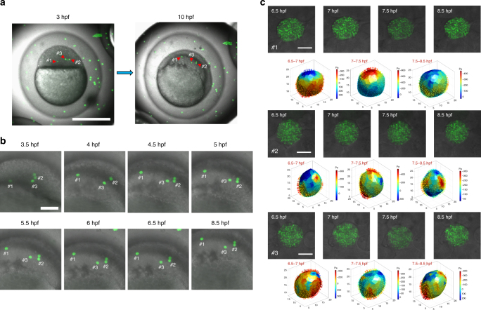 Fig. 10