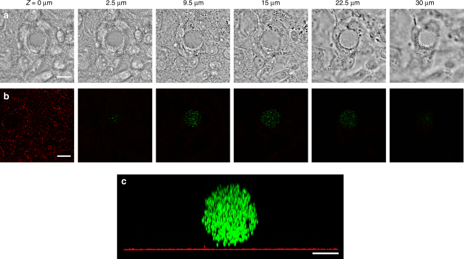 Fig. 4