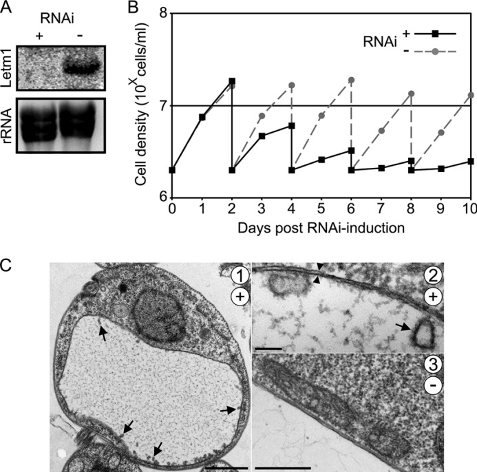 FIGURE 2.