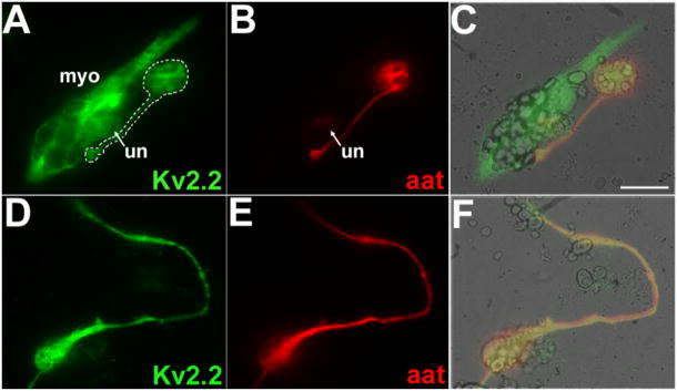 Fig. 11