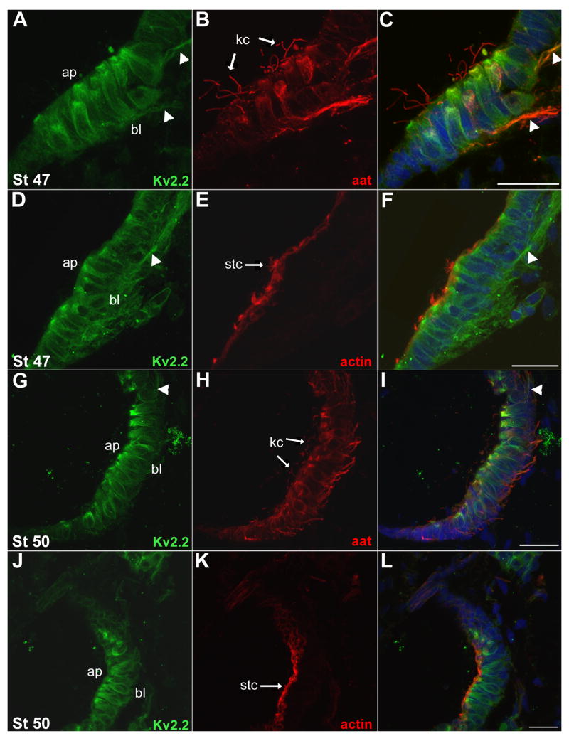 Fig. 9