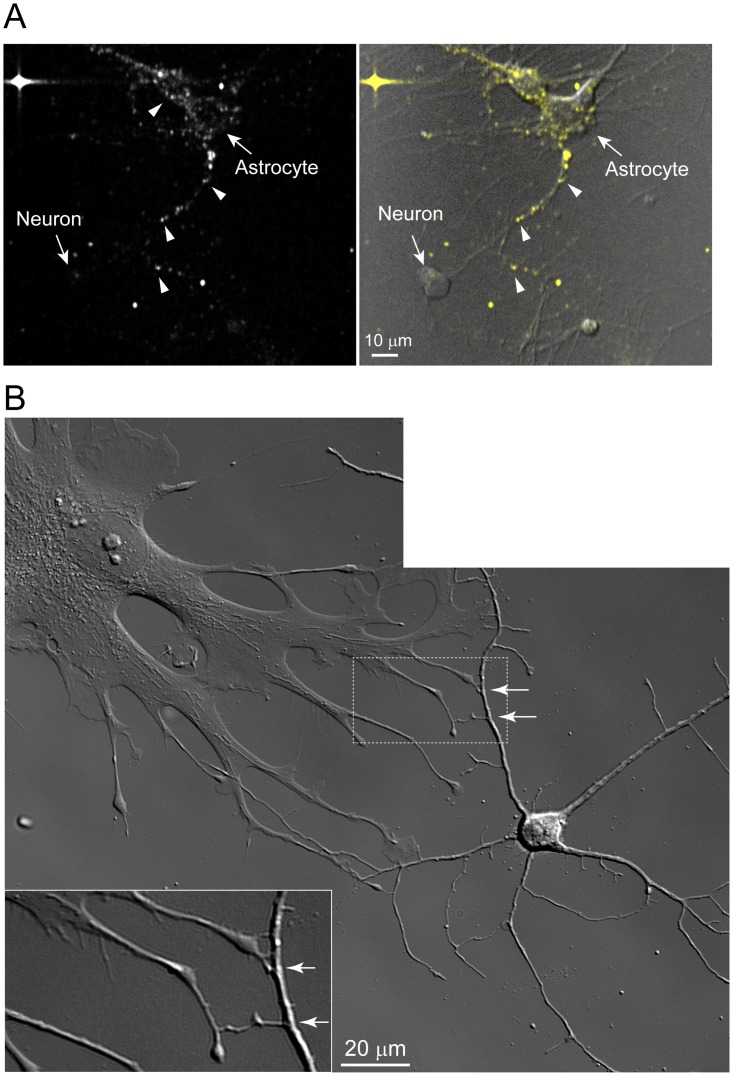 Fig 8