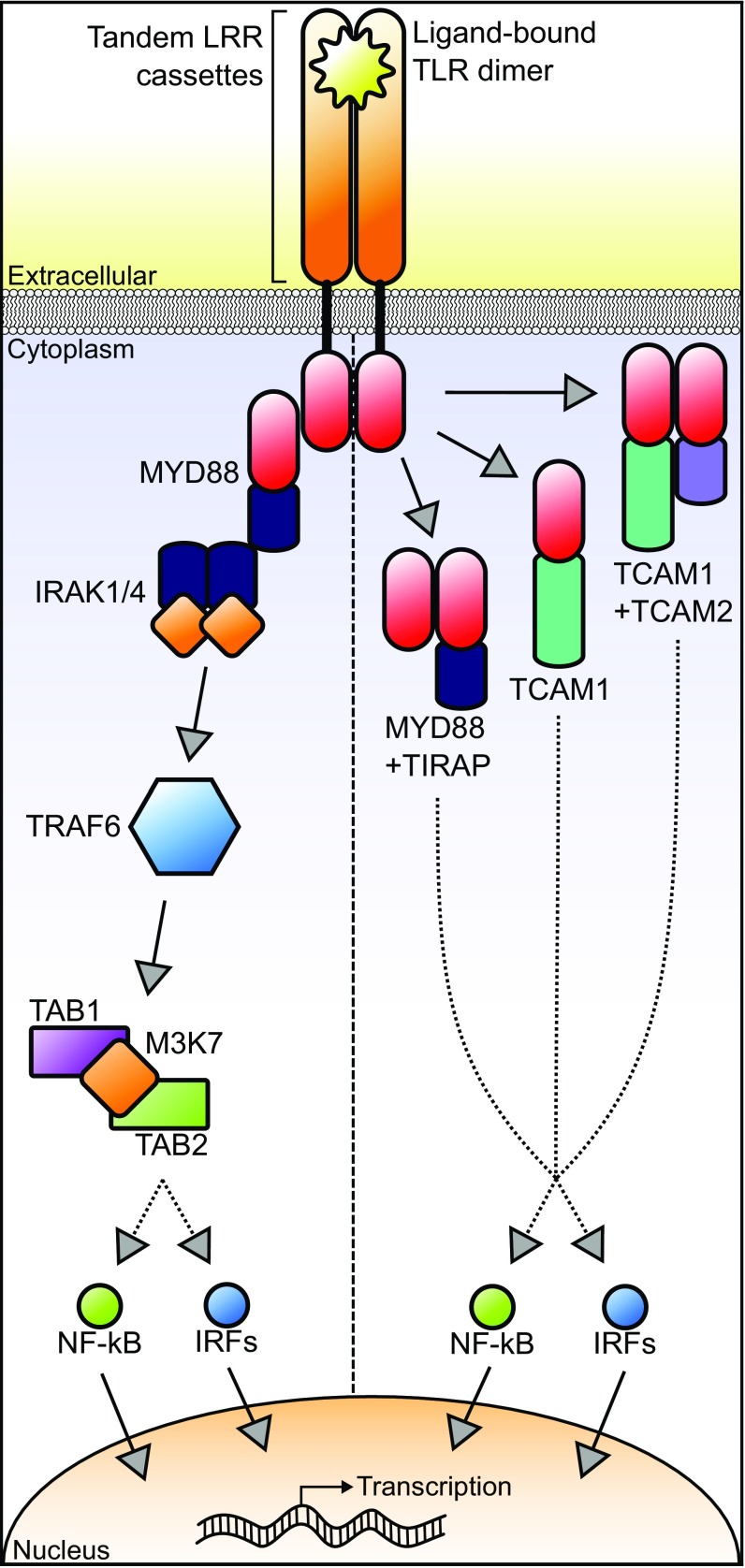 Fig. 1.