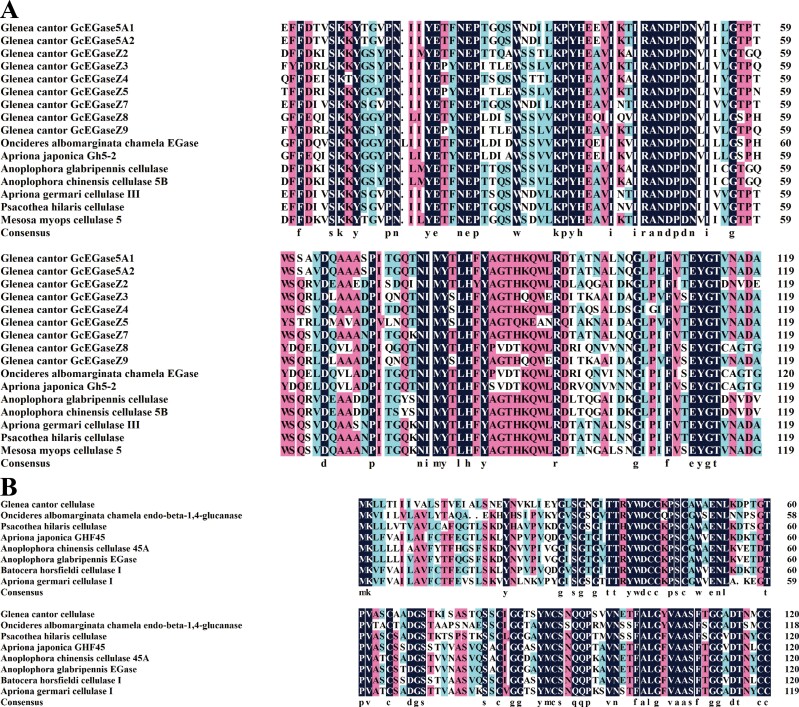 Graphs labeled A and B are multiple comparisons of the amino acid sequences of the proteins encoded by the endoglucanase genes of G. cantor and other beetles. A is GcEGase5A1, GcEGase5A2, GcEGaseZ2, GcEGaseZ3, GcEGaseZ4, GcEGaseZ5, GcEGaseZ7, GcEGaseZ8 and GcEGaseZ9 contain a GHF5 conserved catalytic site at 155-164 (IIYETFNEPT). B is cellulase that has 2 GHF45 conserved catalytic sites at 243-253 (GLFLFVTEYGT) and 101-115 (FALGYVAASFTGGAD).