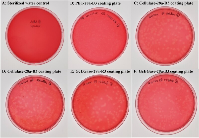 Graph showing plate verification of the recombinant expression strains showed that Cellulase-28a-R3, Cellulase-28a-B3, GcEGaseZ7-28a-R3, and GcEGaseZ7-28a-B3 had the ability to degrade cellulose.