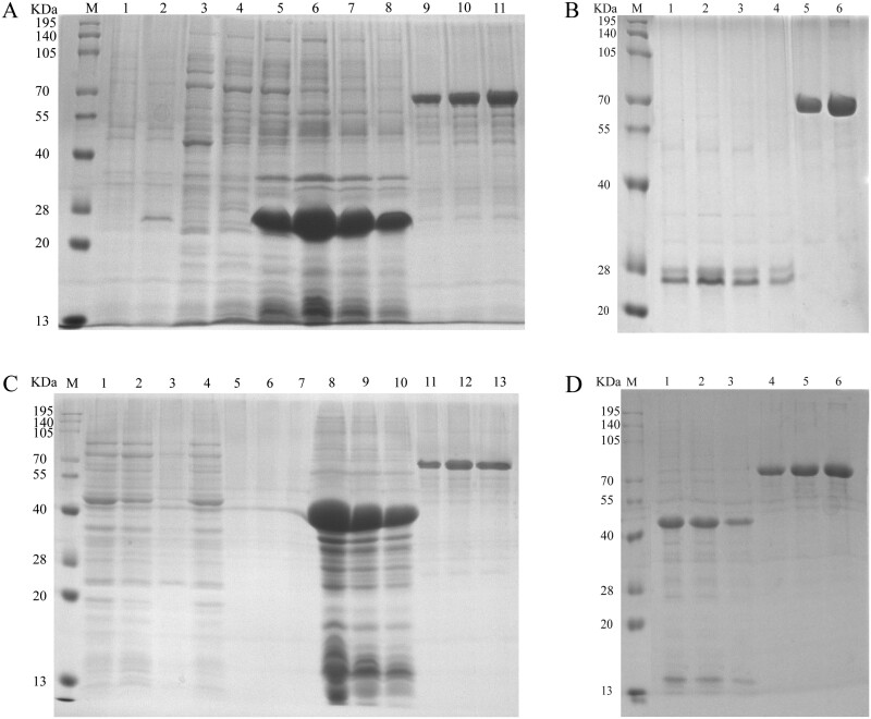 Graphs labeled A-D illustrate the results of the purification of Cellulase-28a and GcEGaseZ7-28a. A depicts the SDS-PAGE analysis of the broken Cellulase-28a bacterial liquid. B presents SDS-PAGE analysis of purified Cellulase-28a. C depicts SDS-PAGE analysis of broken GcEGaseZ7-28a bacterial liquid. D is SDS-PAGE analysis of purified GcEGaseZ7-28a.