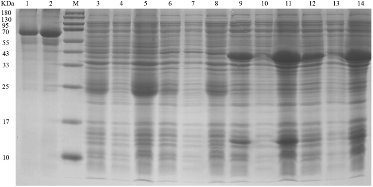 The graph showing Cellulase-28a and GcEGaseZ7-28a recombinant proteins exist in the form of inclusion bodies in Rosetta (DE3) and BL21 (DE3) bacteria, with molecular weights of approximately 24 kDa and 40 kDa, respectively.