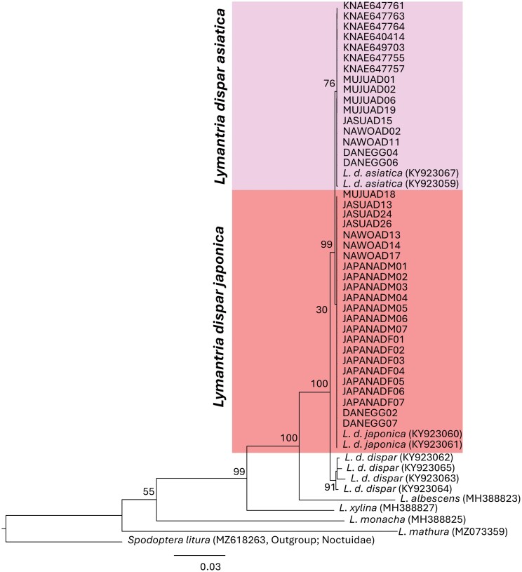 Graphs labeled A and B illustrate the results of the phylogenetic analysis. A depicts a phylogenetic tree revealing that GcEGase5A1, GcEGase5A2, GcEGaseZ2, GcEGaseZ3, GcEGaseZ4, GcEGaseZ5, GcEGaseZ7, GcEGaseZ8, GcEGaseZ9, and other beetle GHF5 proteins clustered into a single clade. B presents a phylogenetic tree showing that cellulase and other beetle GHF45 proteins also form a distinct clade.