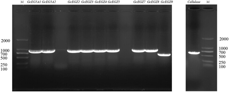 Graphs showing agarose gel electrophoresis bands of PCR products of 10 endoglucanase genes from G. cantor.