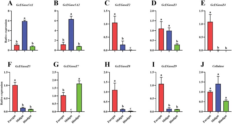 Bar graph showing the relative expression of 10 endoglucanases at different locations in the intestine of the fourth instar larvae of G. cantor, with significant markers.