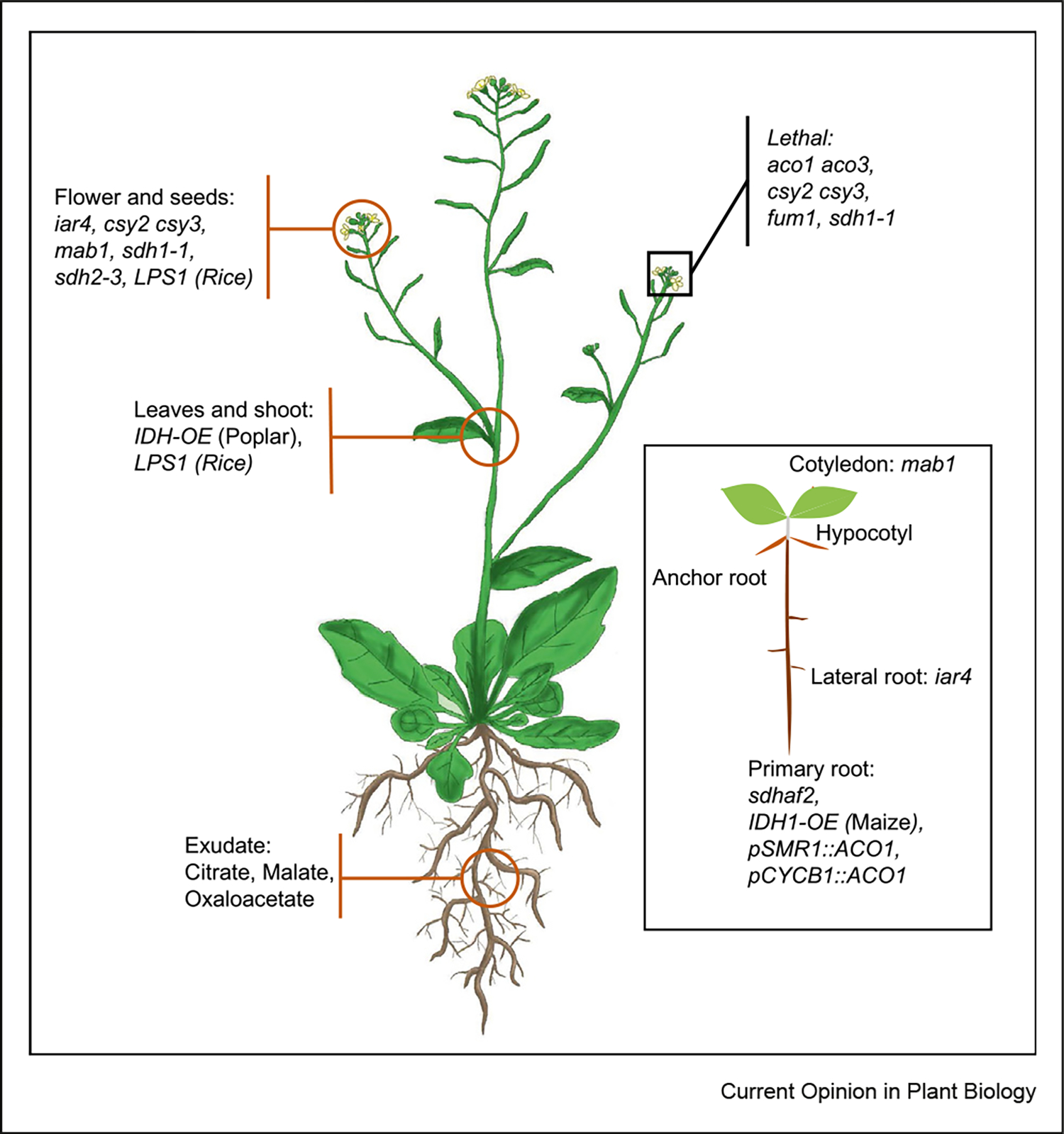 Non Canonical And Developmental Roles Of The Tca Cycle In Plants Pmc