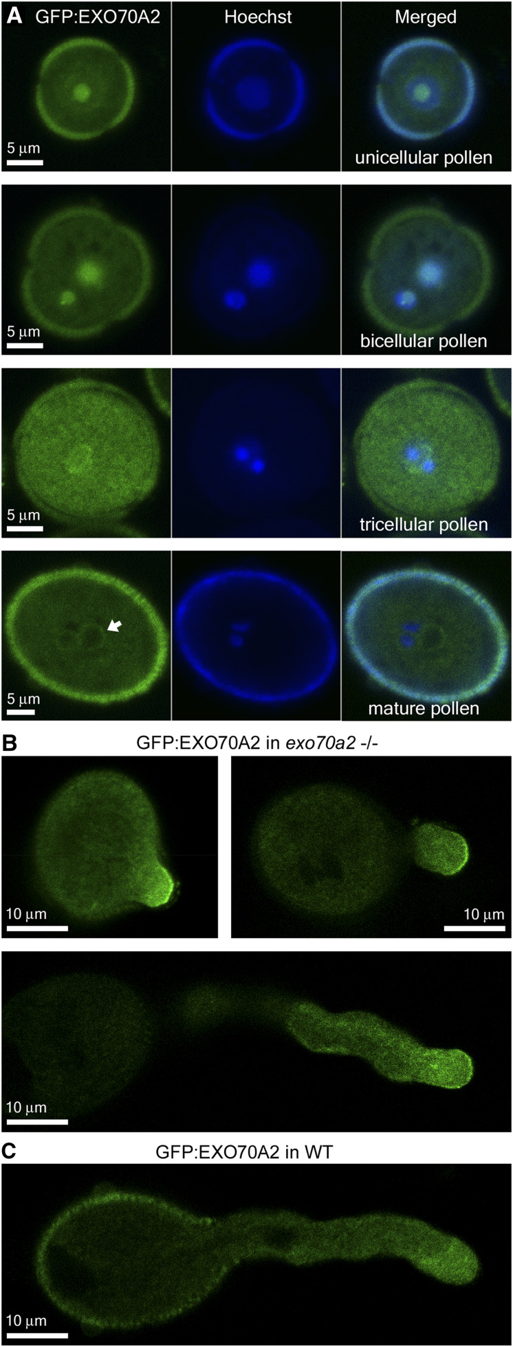 Figure 6.