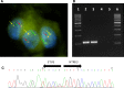 Fig. 10