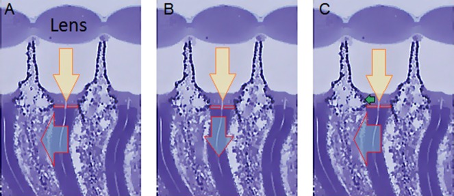 Appendix 8—figure 3.