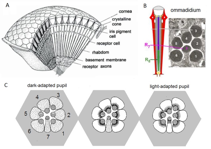 Appendix 2—figure 1.