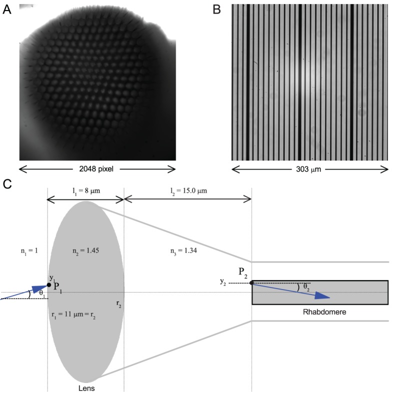 Appendix 7—figure 5.