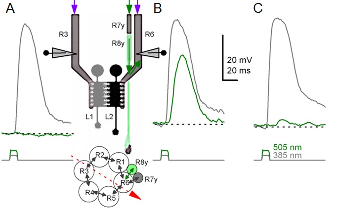 Appendix 2—figure 6.