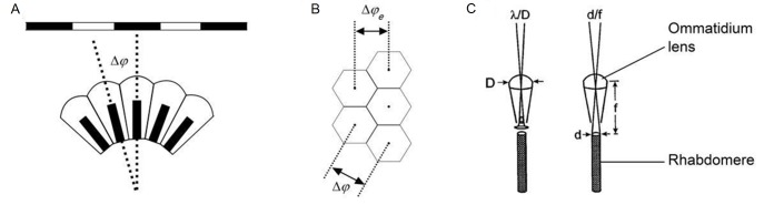 Appendix 4—figure 1.