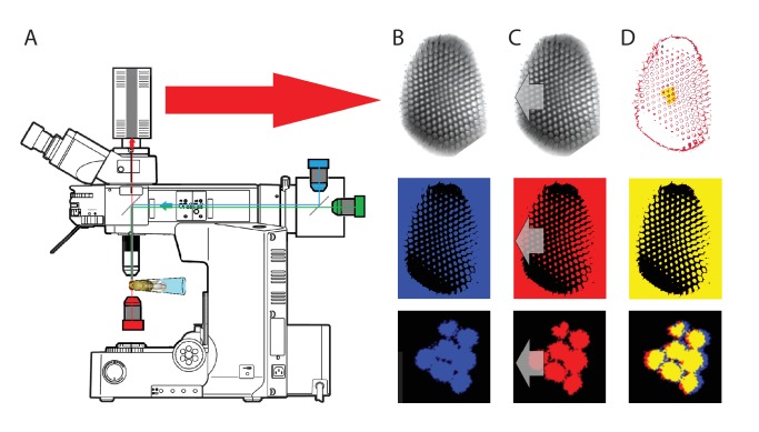 Appendix 7—figure 1.