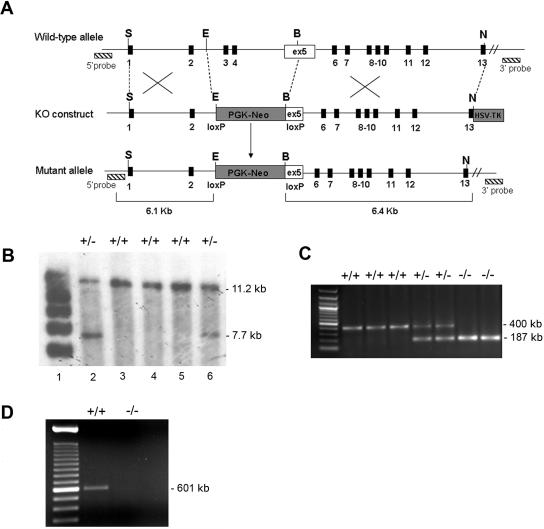 Figure  1. 