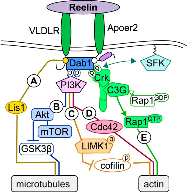 FIGURE 1.