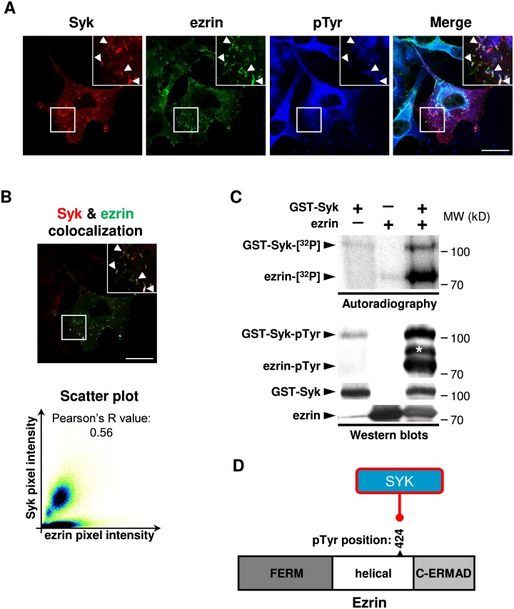 Fig 6