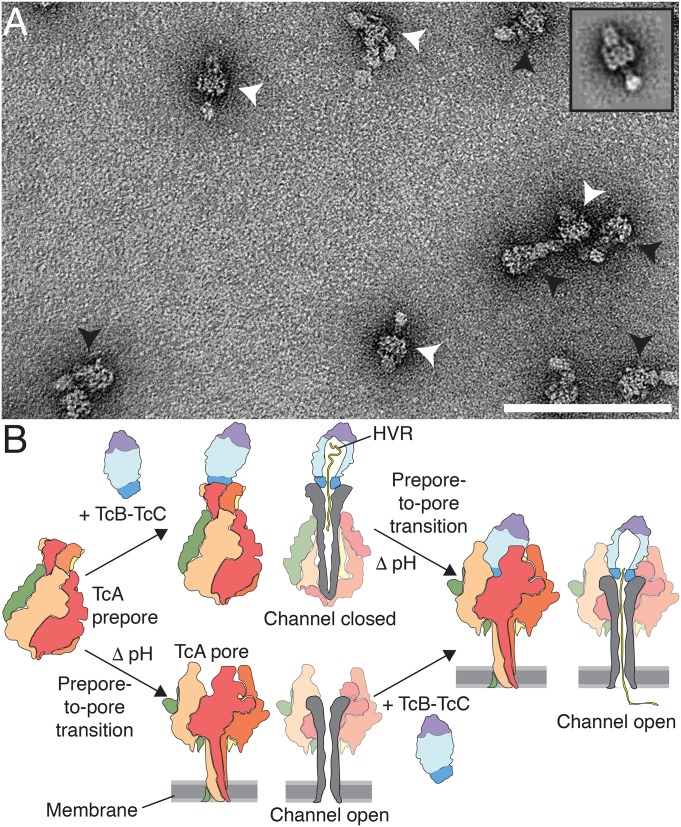 Fig. 8.