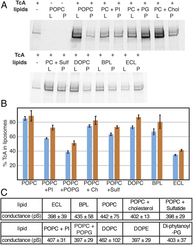 Fig. 7.